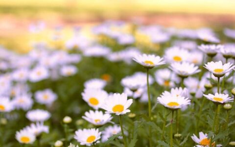 原创
玛格丽特的养殖方法和注意事项，让它开出美丽的花朵（玛格丽特的养殖方法和注意事项 盆栽）