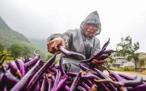 茄子的功效和作用（茄子作用功效）