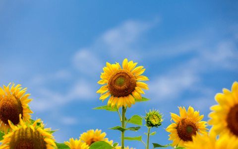 壹邦健康知识：夏至吃什么好呢？-夏至吃什么食品好