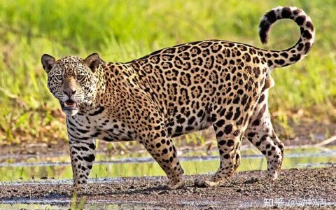 美洲豹：对抗剑齿虎200万年，被狮子全球追杀，龟缩南美逃过一劫（美洲豹是国家几级动物）