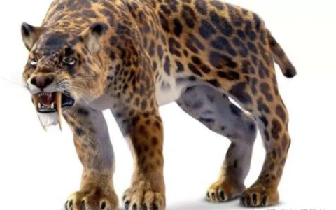 剑齿虎拥有10厘米獠牙，以猛犸象为食，为何突然灭绝？（剑齿虎灭绝到现在多少年了）