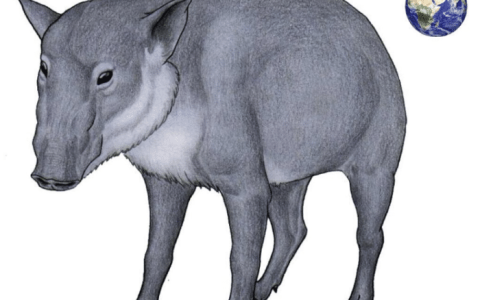 平头的果然都不好惹，300年前有种平头猪，就算剑齿虎见了都怕（平头猪啥意思）