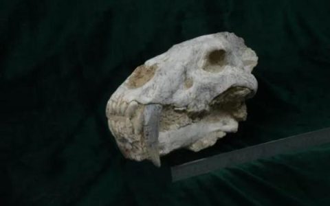 曾经称霸一时的剑齿虎，为何消失了？（剑齿虎打得过老虎吗）