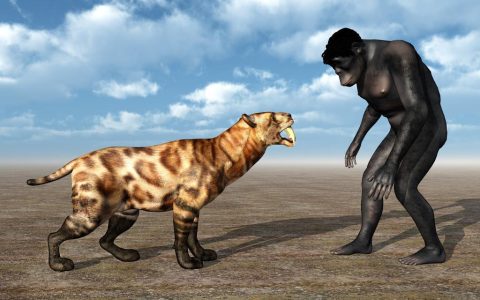 猎手到猎物的转变，人类真的是灭亡剑齿虎的元凶吗，沥青揭示真相（剑齿虎被人类灭绝）