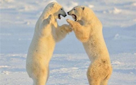 史上最大的巨鹰，身高超2米，捕猎剑齿虎为生，至今都没找到天敌（世界上最大的鹰叫什么鹰）