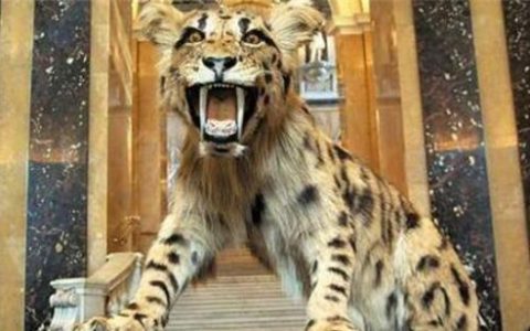 人类真的没有天敌吗？对它的恐惧已刻在基因中，近百年吃掉37万人（除了人类没有天敌的动物）