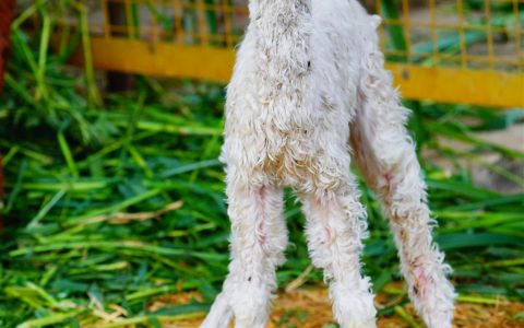 棕色羊驼夫妇诞下雪白小宝？武汉动物园回应-棕色和白色的羊哪个好