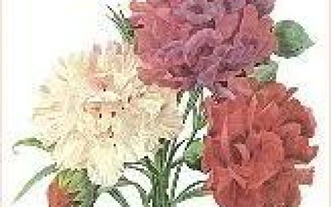 世界各地母亲节日期-世界各地母亲节是一天嘛