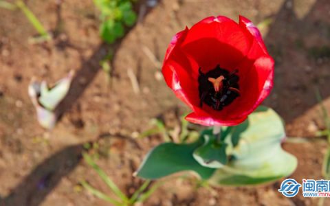 520文案简短情话暖心 最新520表白浪漫的句子 2021520送女朋友甜蜜情话-520文案