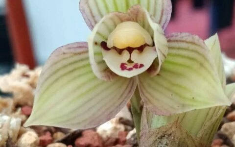 兰花浇水法：冬浇阳，夏浇凉，让你的兰花绽放无限魅力！（兰花秋冬季的浇水时间）