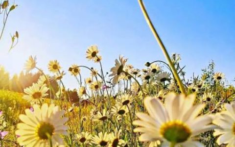 一些超级精致的520文案，句句经典，治愈心灵-520精彩文案