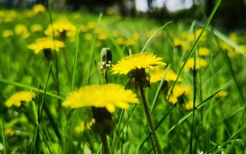 节气之美——小满（小满节气的哲理）