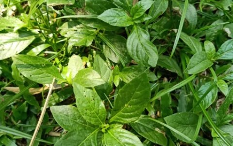 一清热，二解毒，三降火，全身是宝，可惜很多人当草，夏天使劲吃-清热解毒就是清火吗