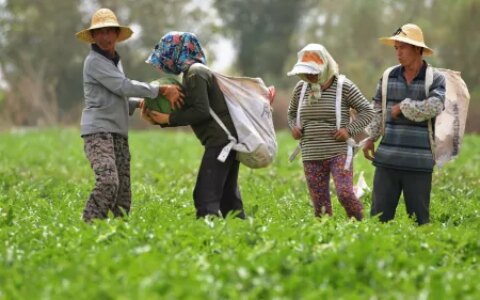 今年三伏天长达40天，什么时候入伏？三伏最新时间表来了！-今年的三伏天什么时候到