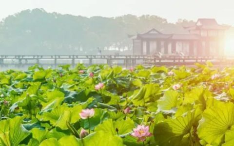 夏至养生指南来了！清淡饮食，适当吃“苦”，这5道食谱请收好-苦夏吃什么补品