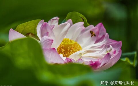 夏至养生怎样吃？夏季养阳，重在“养心”！-夏至养生吃什么食物窍门最好