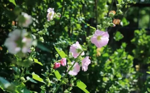 小话端午节植物丨端午节不能错过的应景之花-端午应景图片