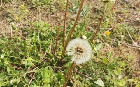 今日小满｜何为“小满”？蕴含哪些人生道理？这些知识讲给孩子听-《小满》