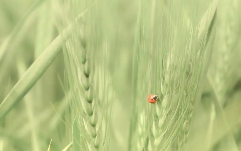 二十四节气｜小满-二十四节气之小满绘本