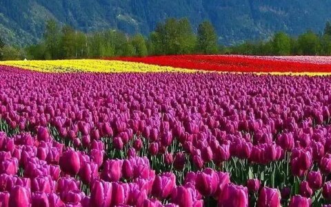 郁金香花语象征与寓意（郁金香花语诗句）（郁金香花语及寓意）