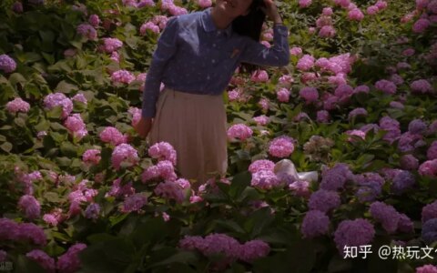 爱的花语之郁金香（郁金香花语寓意）
