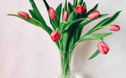 花加——爱情的代言人郁金香有哪些花语和故事（郁金香花语网）