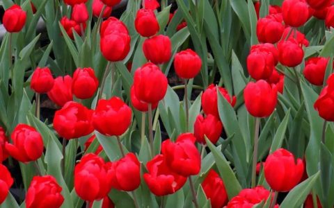 郁金香花语（郁金香花语颜色代表什么）