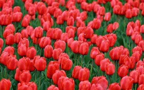 春光达人｜高雅富贵郁金香（春光达人鸟鸣啁啾）