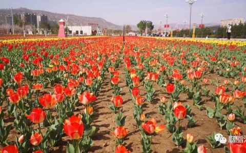 郁金香的花语 有着最浪漫的故事和最永恒的爱（百合郁金香代表什么）