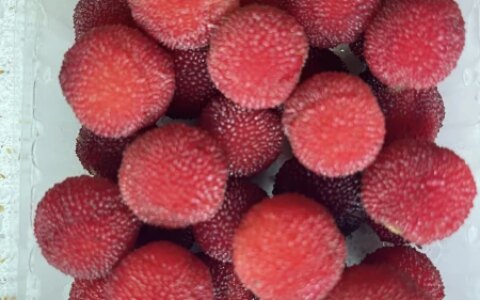 你知道小满节气来临后的变化吗-小满节气儿童绘画