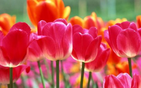 此花有着端庄高雅的气质，是一种爱情之花，也代表着永恒的爱情（什么花端庄典雅）