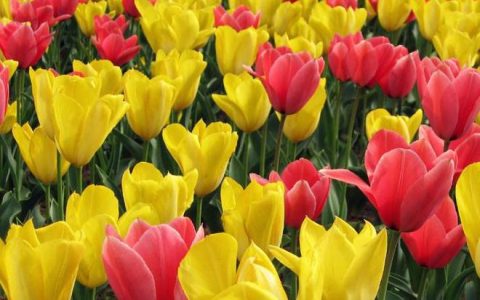 此花是优雅迷人的代表，芬香扑鼻诱人，被誉为“魔幻之花”（魔幻花之国）