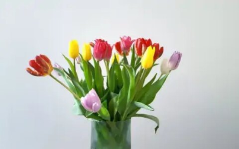 植物知识分享：郁金香——春天的使者花语（郁金香春化是什么意思）