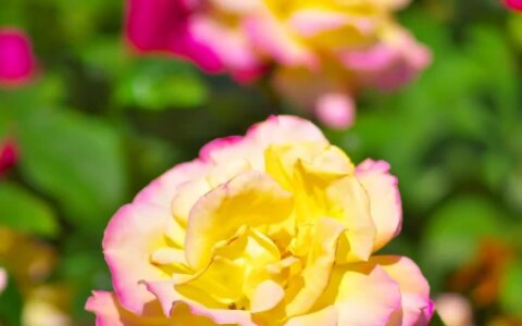 月季花、玫瑰花、郁金香花语和寓意是什么（玫瑰和郁金香花语区别）