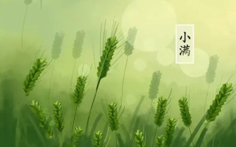 二十四节气——小满的来历和风俗-小满节气的含义和由来