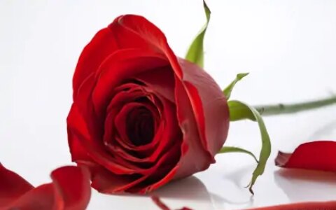 玫瑰、百合、郁金香、康乃馨和牡丹的花语（玫瑰,百合,郁金香,康乃馨和牡丹的花语区别）
