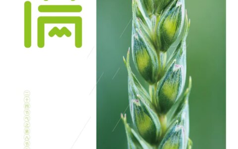 二十四节气-小满-二十四节气小满教案反思大班