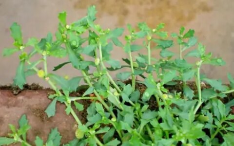 农村这野草，常被当成田间害草，但捣成汁可厉害了，能治慢性鼻炎（田地里的草古代叫什么）