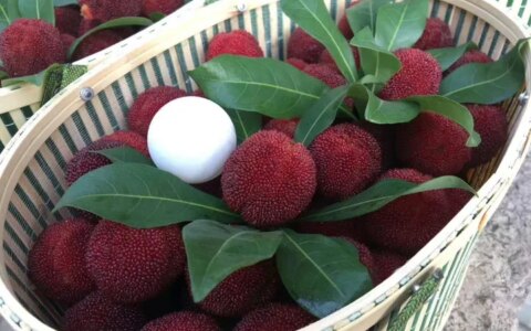 今天告诉大家杨梅是有什么功效（杨梅有什么功效啊）