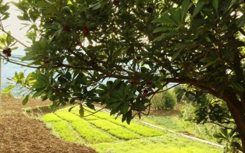 最具中国风的水果杨梅，经常吃有什么功效？看医生怎么说（杨梅营养价值高吗）