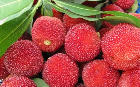 杨梅号称“果中珍品”营养高，可营养师说：这3类人最好不要吃（杨梅营养好吗能吃吗有营养吗）