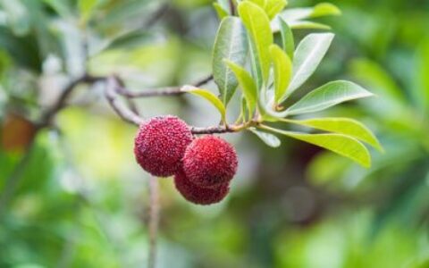 薛全荣：不辞美味在山中（薛全忠教授）