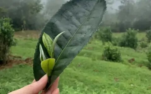 你喝过云南大叶种茶吗？居然有这些功效（云南大叶种茶是普洱茶吗）