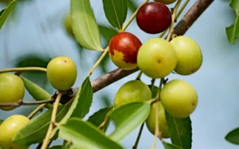 3类人夏季要少吃水果，这6种应季水果，每种都有禁忌人群（夏季应该少吃的水果有哪些）