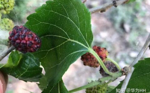 桑葚的功效与作用「知识分享」（桑葚的功效和用法）