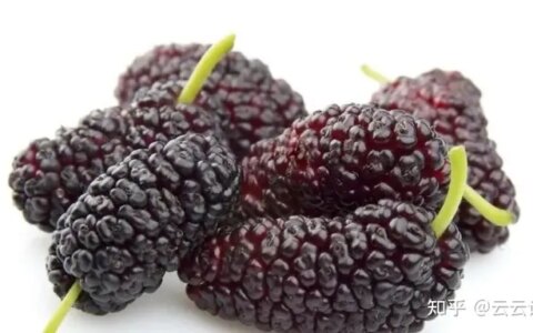 桑葚有哪些功效（中药中的桑椹有什么作用）