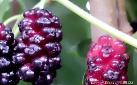 桑葚的功效与作用有哪些？（吃桑葚的好处和坏处）