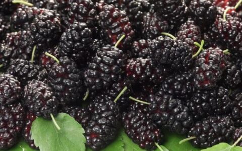 为什么吃桑葚时，老是吃一嘴紫色？一颗桑葚好处多，现在吃刚好（淡紫色桑葚）