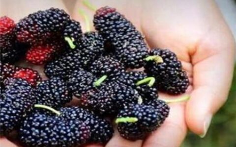 桑葚虽功效多但4类人群不宜吃（桑葚的饮食禁忌）