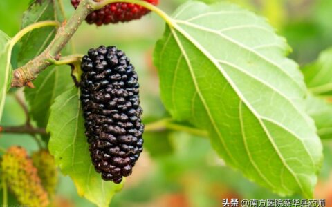 桑葚能补肾，吃错反伤身！中药师告诉您桑葚的正确食用方法与禁忌（桑椹补肾如何食用效果好）